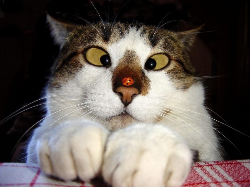 Gatti (70)